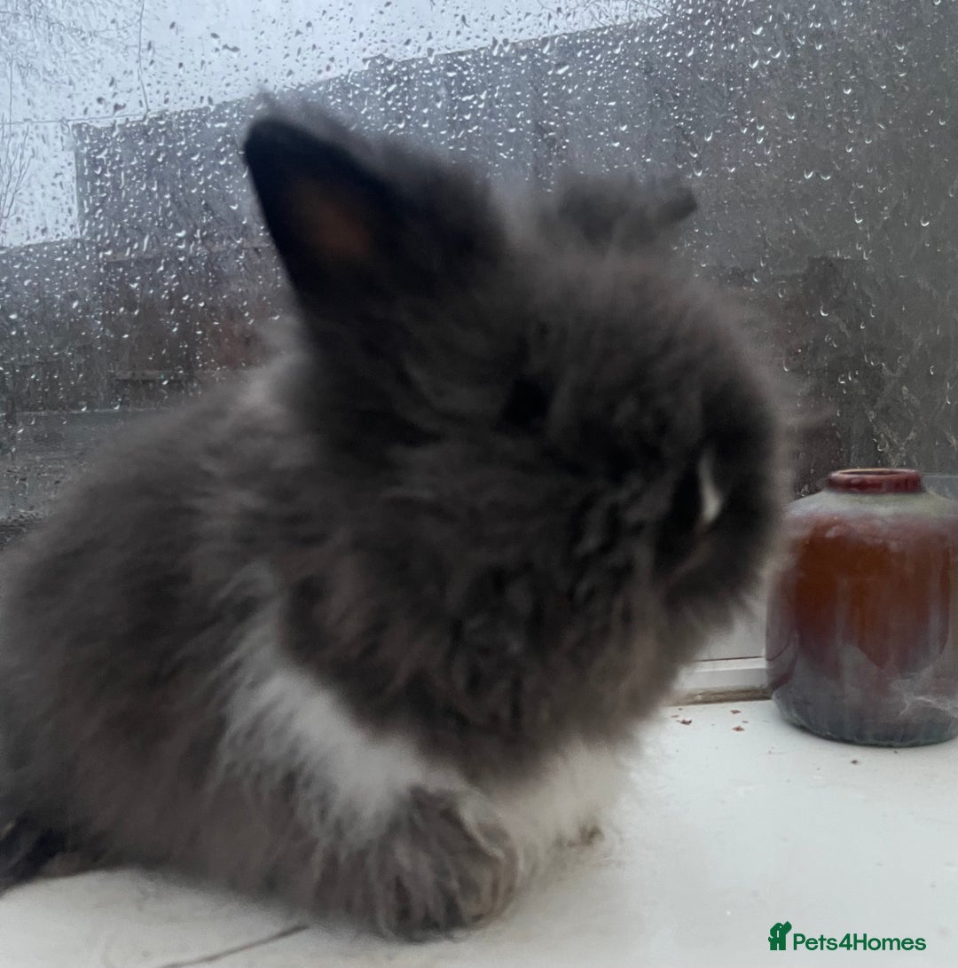 Lionhead rabbits for sale: Beautiful dwarf lion heads 🐰 💙 - Advert 3