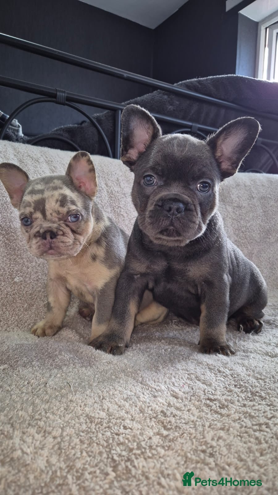 French Bulldog dogs French Bulldog puppies  - Advert 3