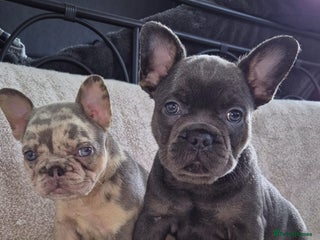 French Bulldog dogs French Bulldog puppies - Advert 1