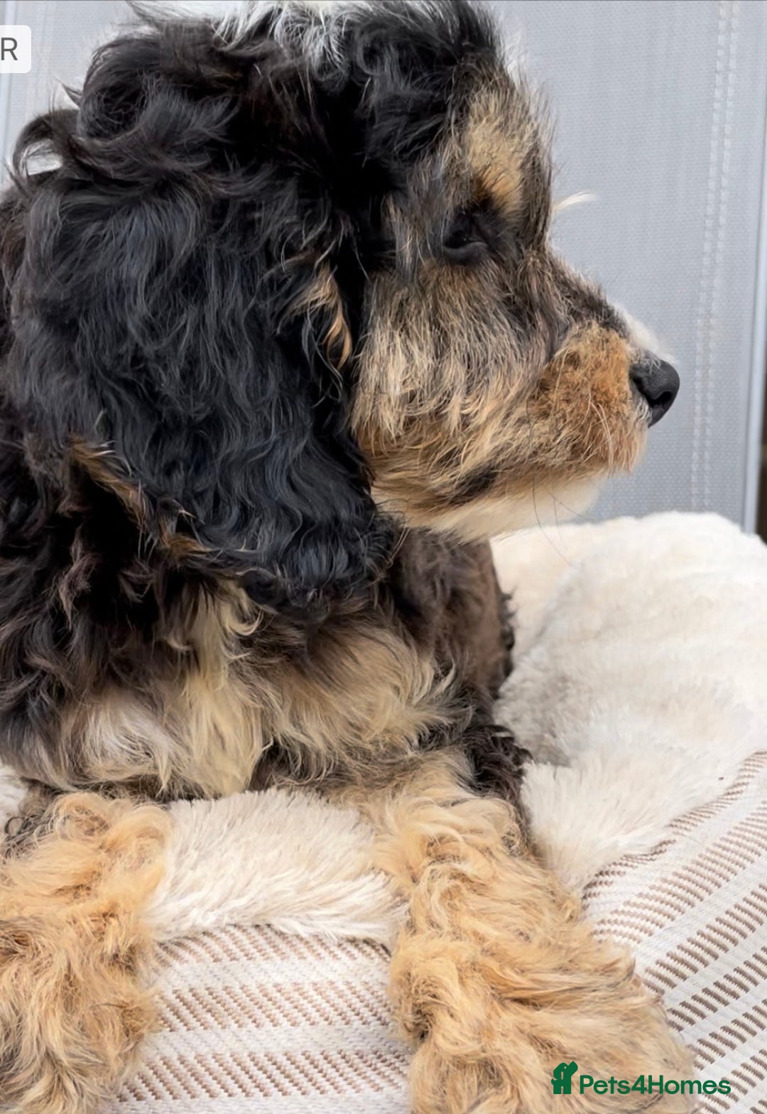 Cockapoo dogs for sale: Quality cockapoo pups  - Image 3