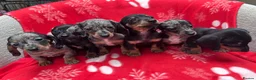 Miniature Dachshund dogs for sale: ****6 beautiful boys 💙💙*** - Advert 12