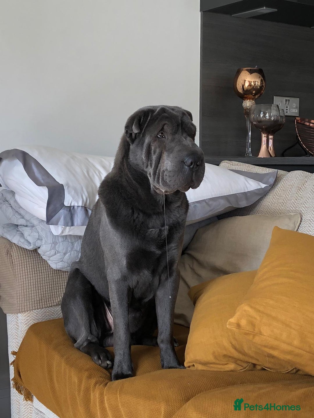 Shar Pei dogs for sale: 2 females 3 males Shar pei pups - Image 3