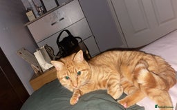 Abyssinian cats for sale: Beatiful cat - Image 1