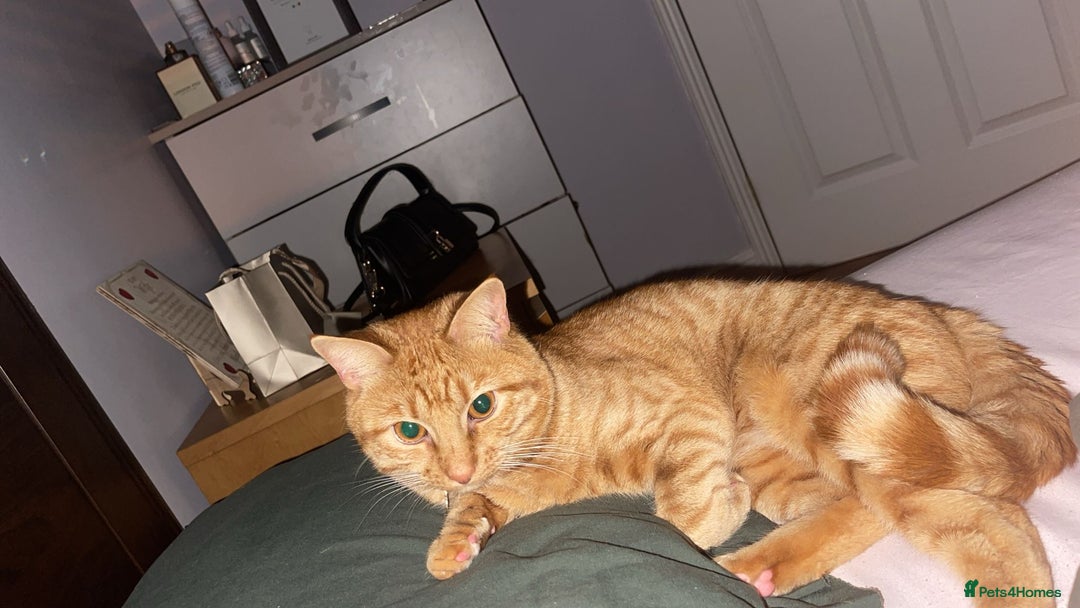Abyssinian cats for sale: Beatiful cat - Image 1