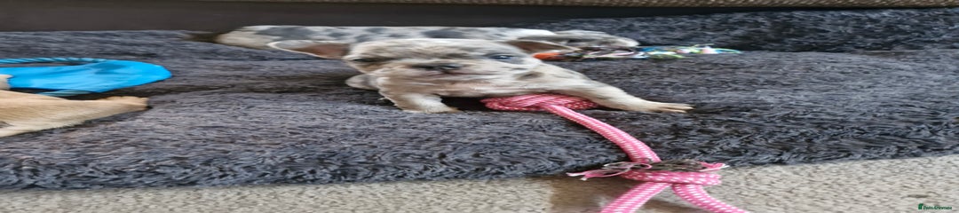 French Bulldog Puppy 1