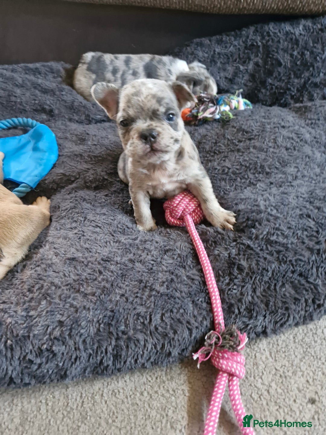 French Bulldog dogs for sale: Male and female frenchies - Image 7