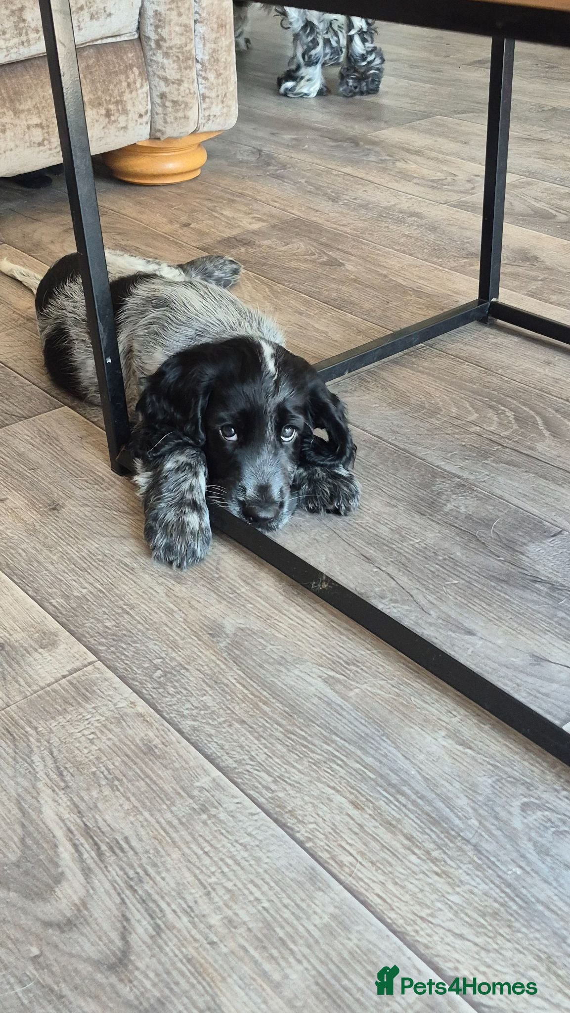 Cocker Spaniel dogs *last boy reduced* Kc showtype cocker spaniel - Advert 15