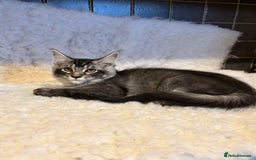 Maine Coon cats for sale: 3 Stunning Maine Coon Boys Ready To Go Now!!! - Image 2