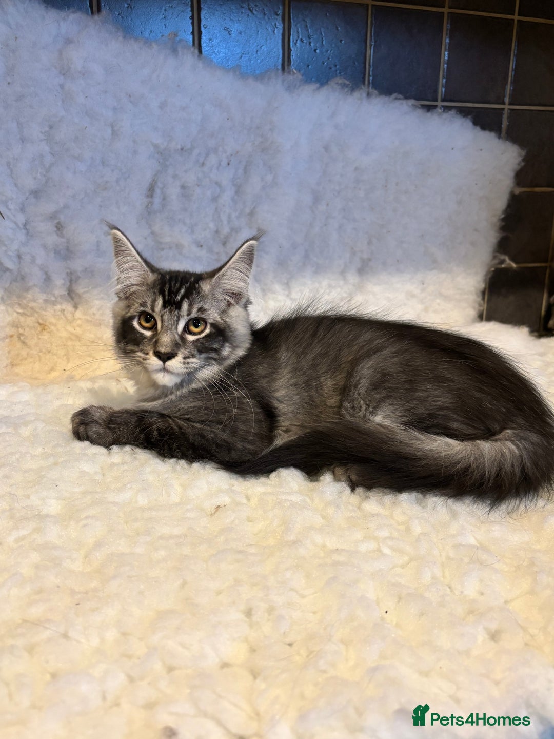Maine Coon cats for sale: 3 Stunning Maine Coon Boys Ready To Go Now!!! - Image 2