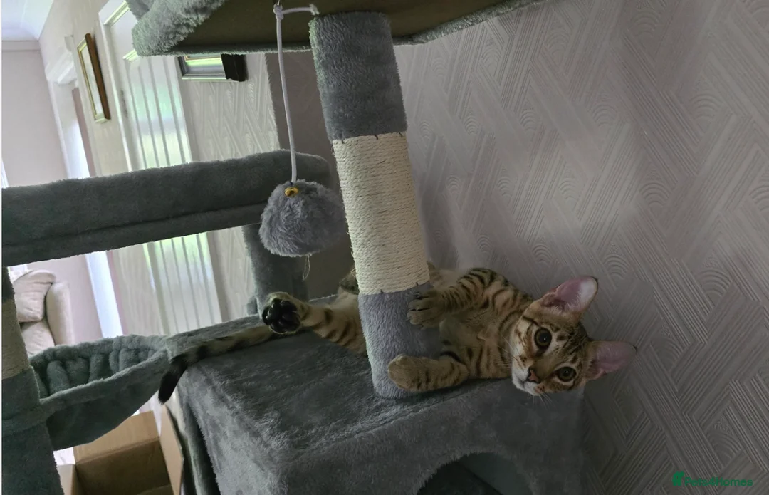 Savannah cats for sale: Beautiful F3 Savannah Kitten - Advert 2