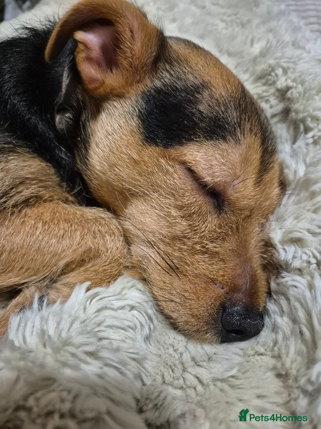 Jack Russell dogs for stud: Jack Russell x Chihuahua for Stud  - Advert 11