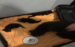 British Shorthair cats for sale: Black kittens for sale! - Image 5