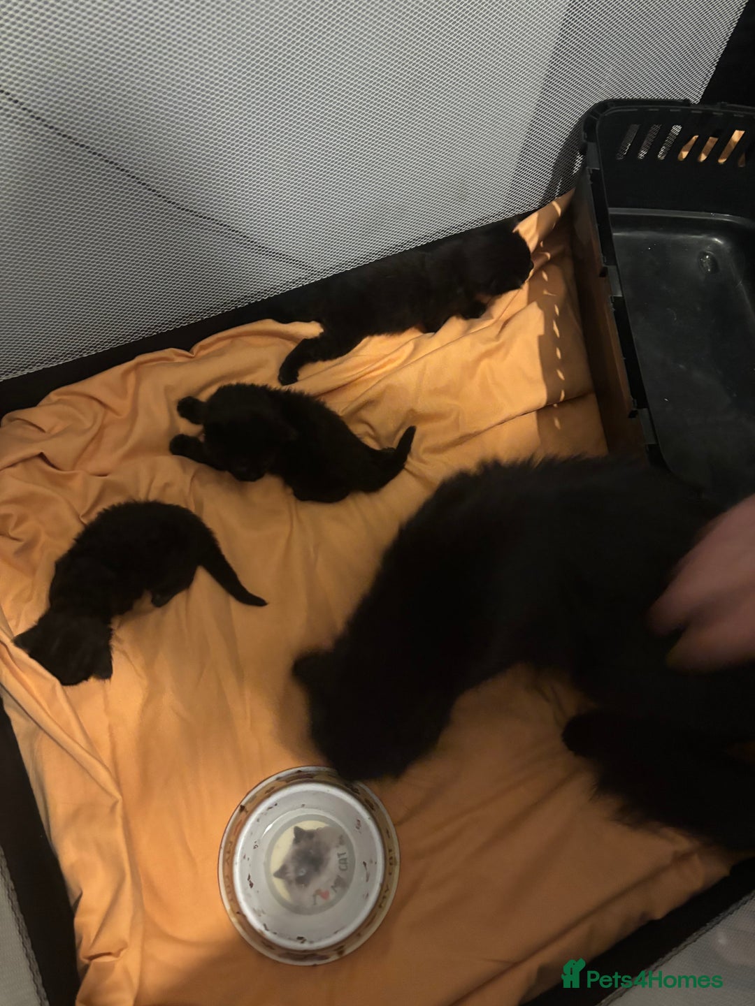 British Shorthair cats for sale: Black kittens for sale! - Image 5