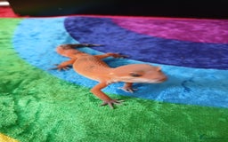 Leopard Gecko reptiles for sale: Baby's leopard geckos  in Rochester - Image 2