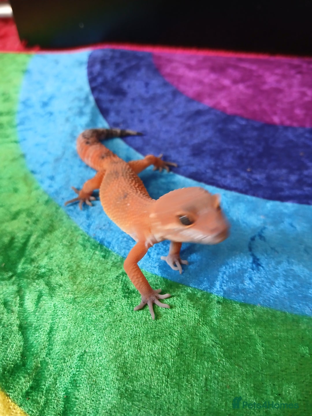 Leopard Gecko reptiles for sale: Baby's leopard geckos  in Rochester - Image 2