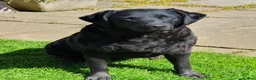 Labrador Retriever dogs for sale: KENNEL CLUB REGISTERED LABRADORS - Advert 2