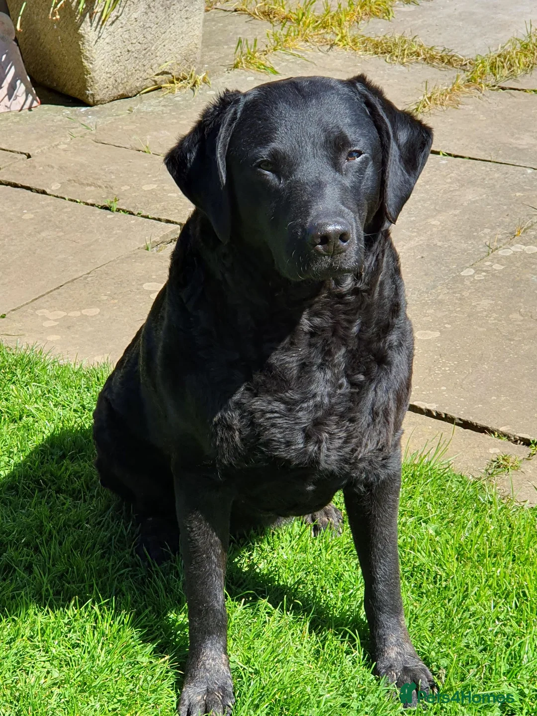 Labrador Retriever dogs for sale: KENNEL CLUB REGISTERED LABRADORS - Advert 2