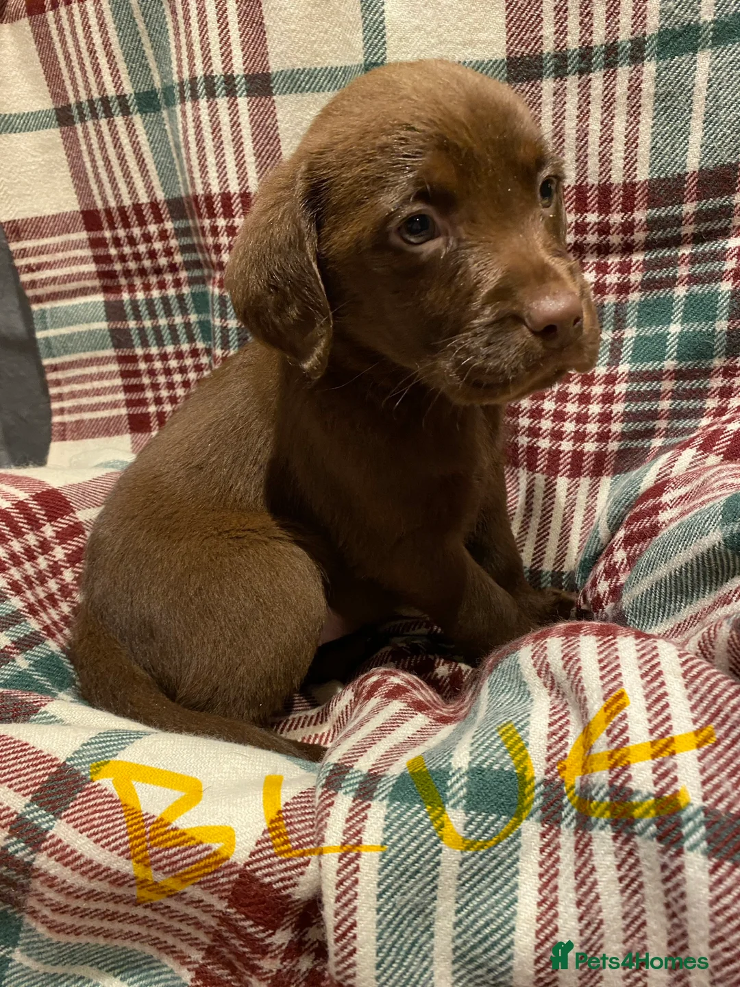 Labrador Retriever dogs for sale: KC CHOCOLATE LARBRADOR PUPPIES  - Advert 2