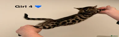 Bengal Kitten 4