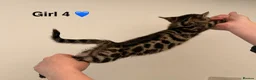 Bengal cats for sale: 🖤🧡🐆4 bengal girls 🐆🧡🖤 - Advert 16