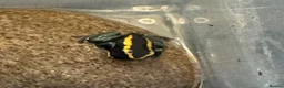 Frog reptiles for sale: Phyllobates Vittatus froglets - Advert 3