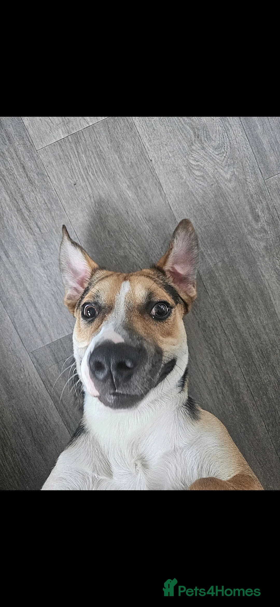 Mixed Breed dogs for sale: Huntway cross - Advert 7