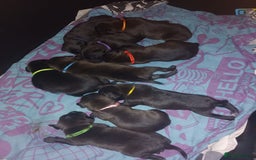 Staffordshire Bull Terrier dogs for sale: 9 beautiful black Staffordshire Bullterriers - Image 1