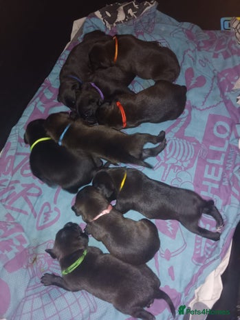 Staffordshire Bull Terrier dogs - Advert 1