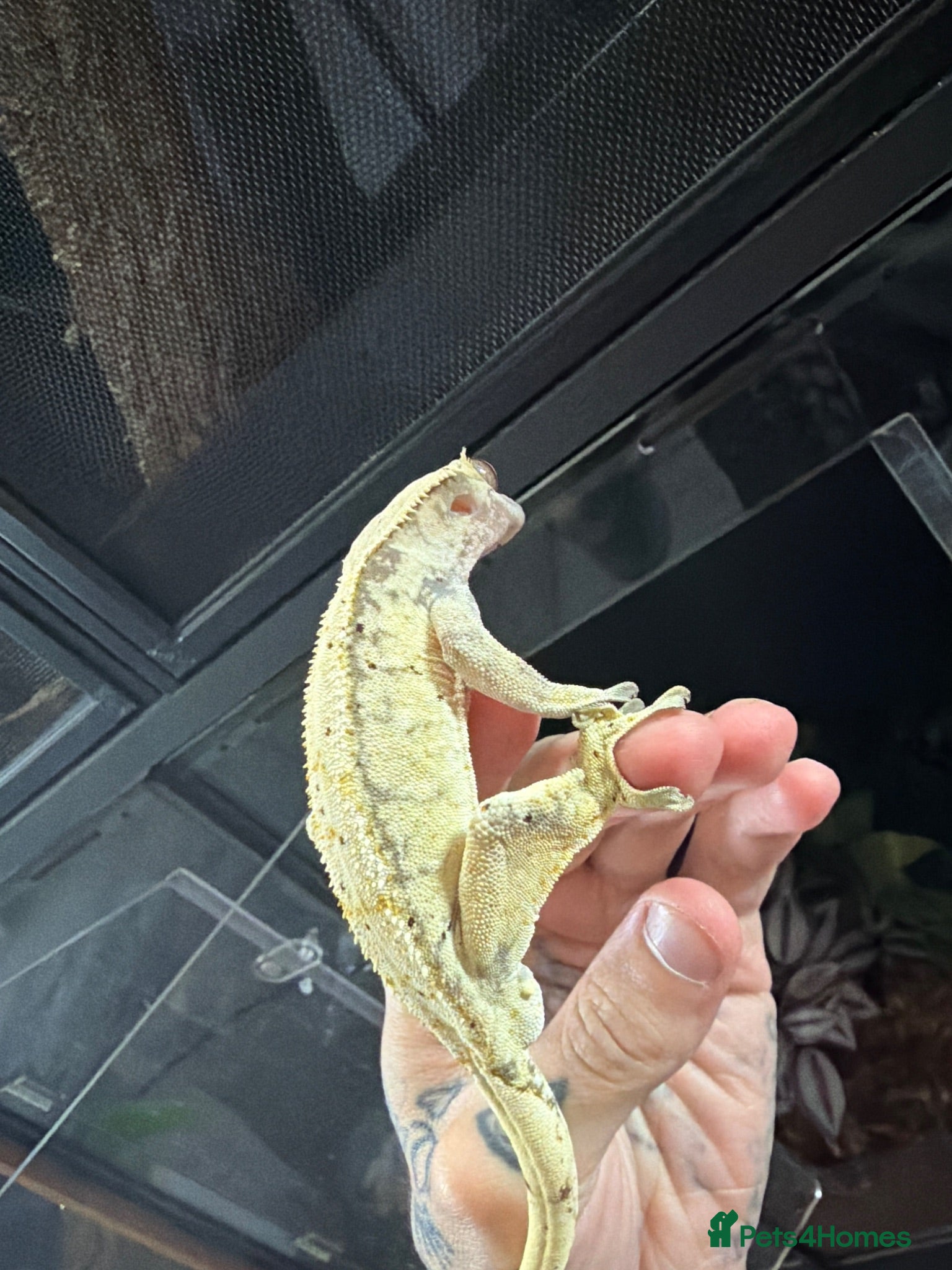 Gecko reptiles crested gecko collection 🦎  - Advert 5