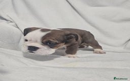 English Bulldog dogs for sale: Champion English bulldogs - Image 16