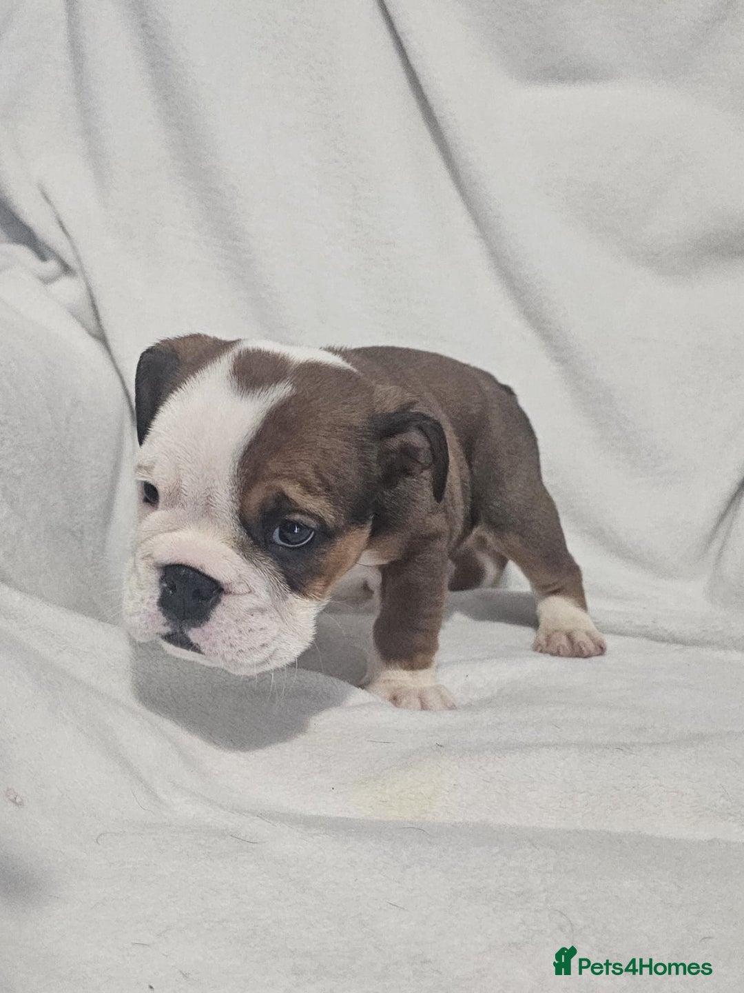 English Bulldog dogs for sale: Champion English bulldogs - Image 16