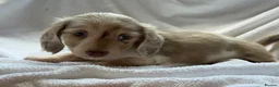 Miniature Dachshund dogs for sale: 2 beautiful dapple girls  - Advert 6