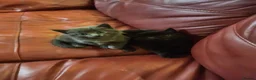 Mixed Breed cats for sale: Lovely 2 little ones  in Colchester - Advert 18