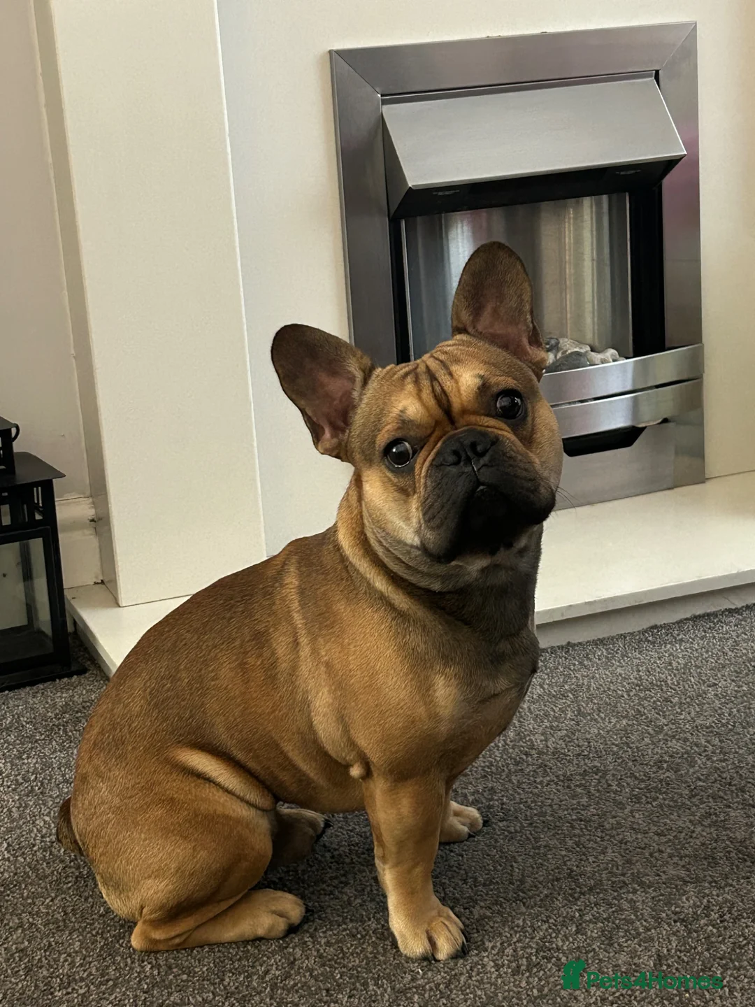 French Bulldog dogs for sale: Lovely Bailey  in Warrington - Advert 1