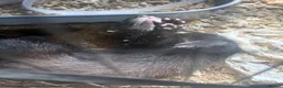 Mixed Breed rodents for sale: Ferret cross polecats for rehome - Advert 2