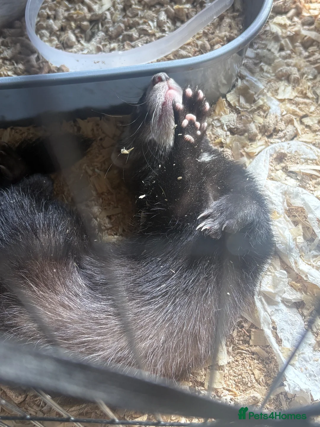 Mixed Breed rodents for sale: Ferret cross polecats for rehome - Advert 2