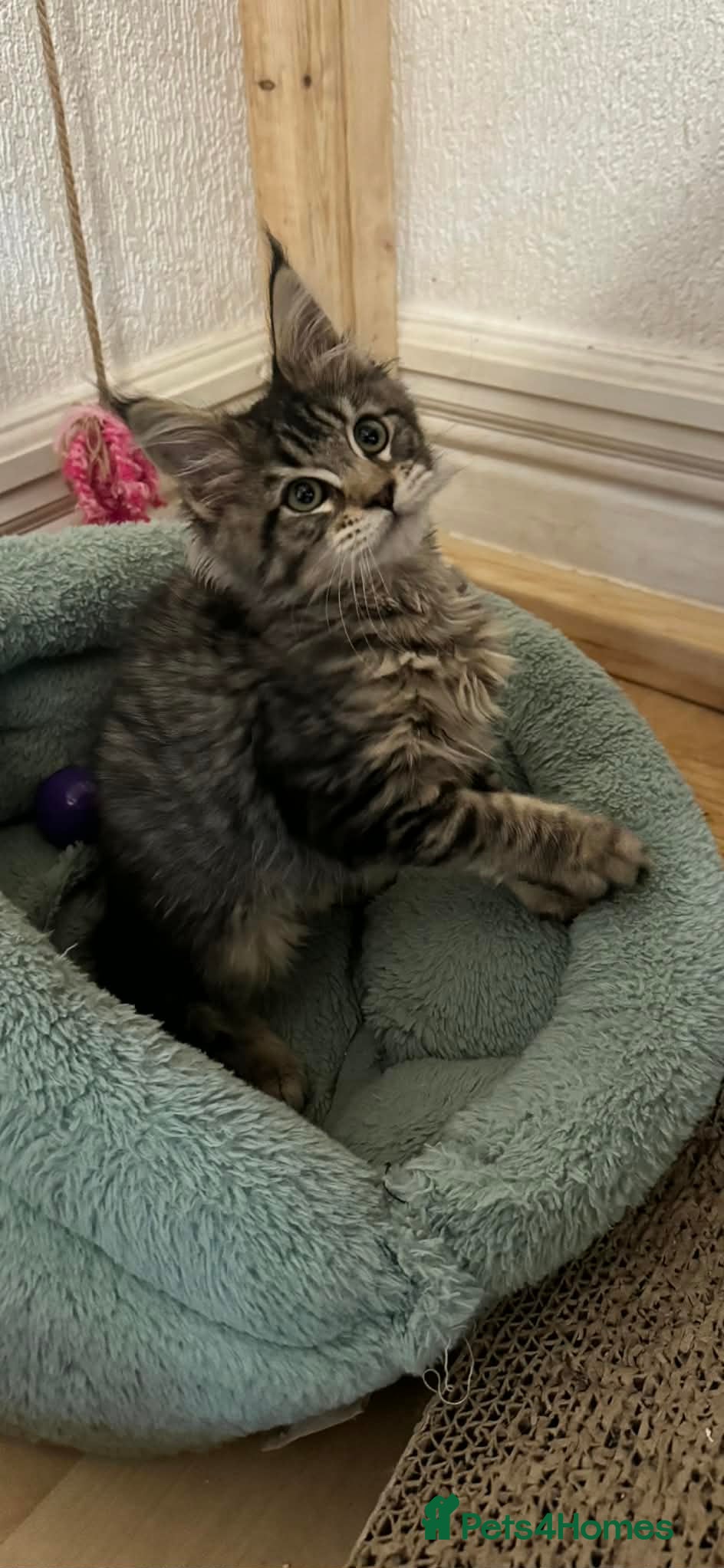 Maine Coon cats Beautiful Maine Coon Female Kitten – Pet Only –  - Advert 3