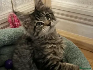 Maine Coon cats Beautiful Maine Coon Female Kitten – Pet Only – - Advert 3