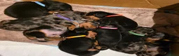 Miniature Dachshund dogs for sale: SILVER/BLACK Adorable dachshund puppies for sale😍 - Advert 6