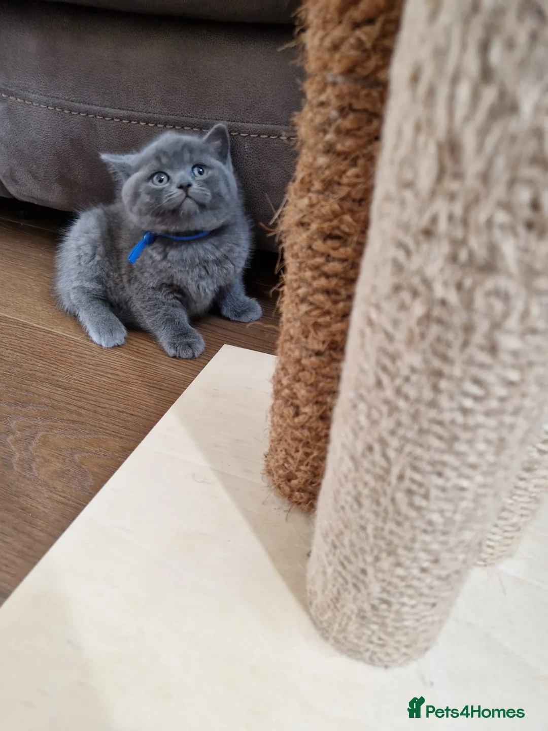 British Shorthair cats for sale: British shorthair blue BSH kittens - Advert 37