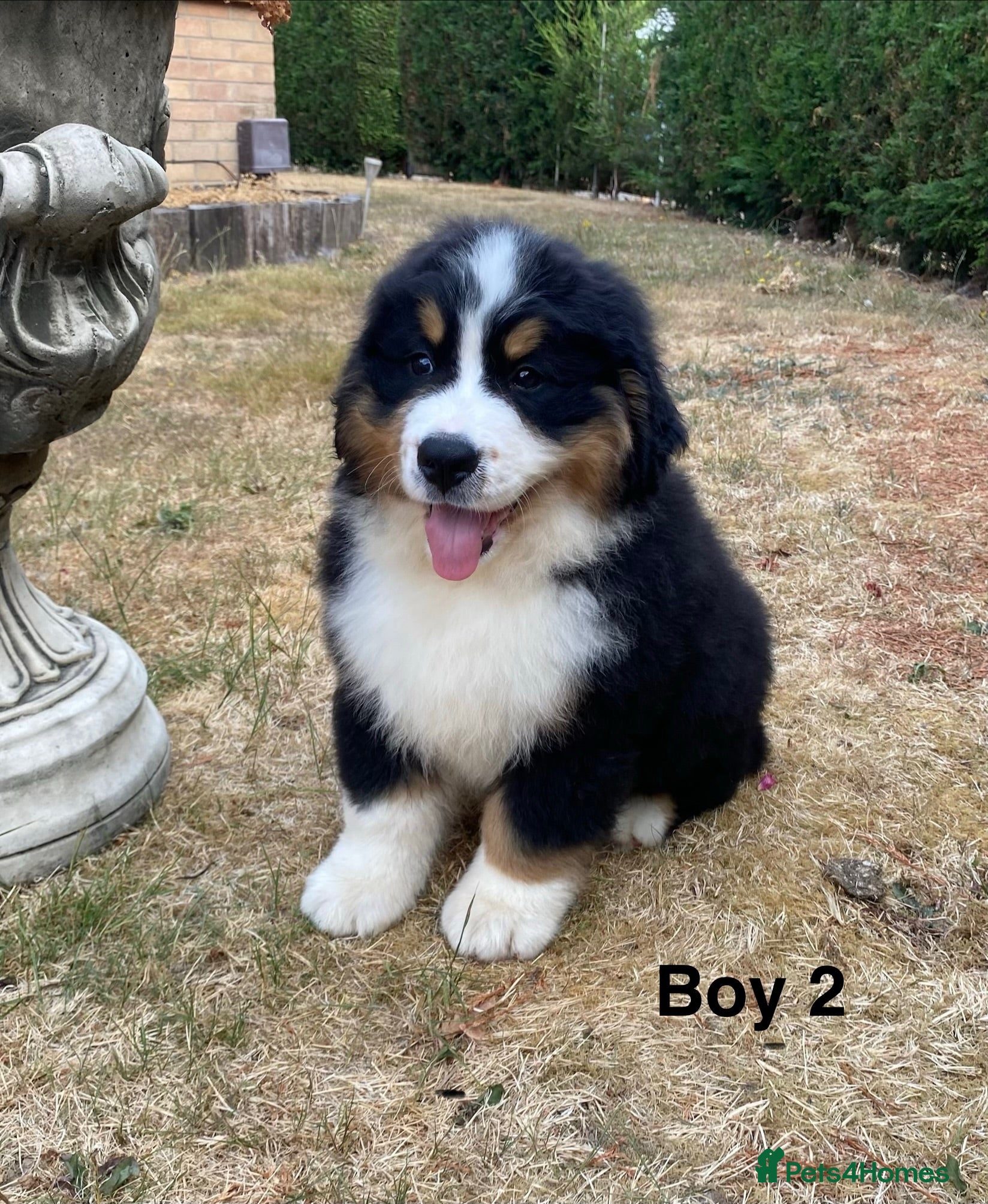 Bernese Mountain Dog dogs BEAUTIFUL BMD PUPPIES 🐶 2 BOYS LEFT !!! - Advert 5