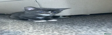 British Shorthair Kitten 2