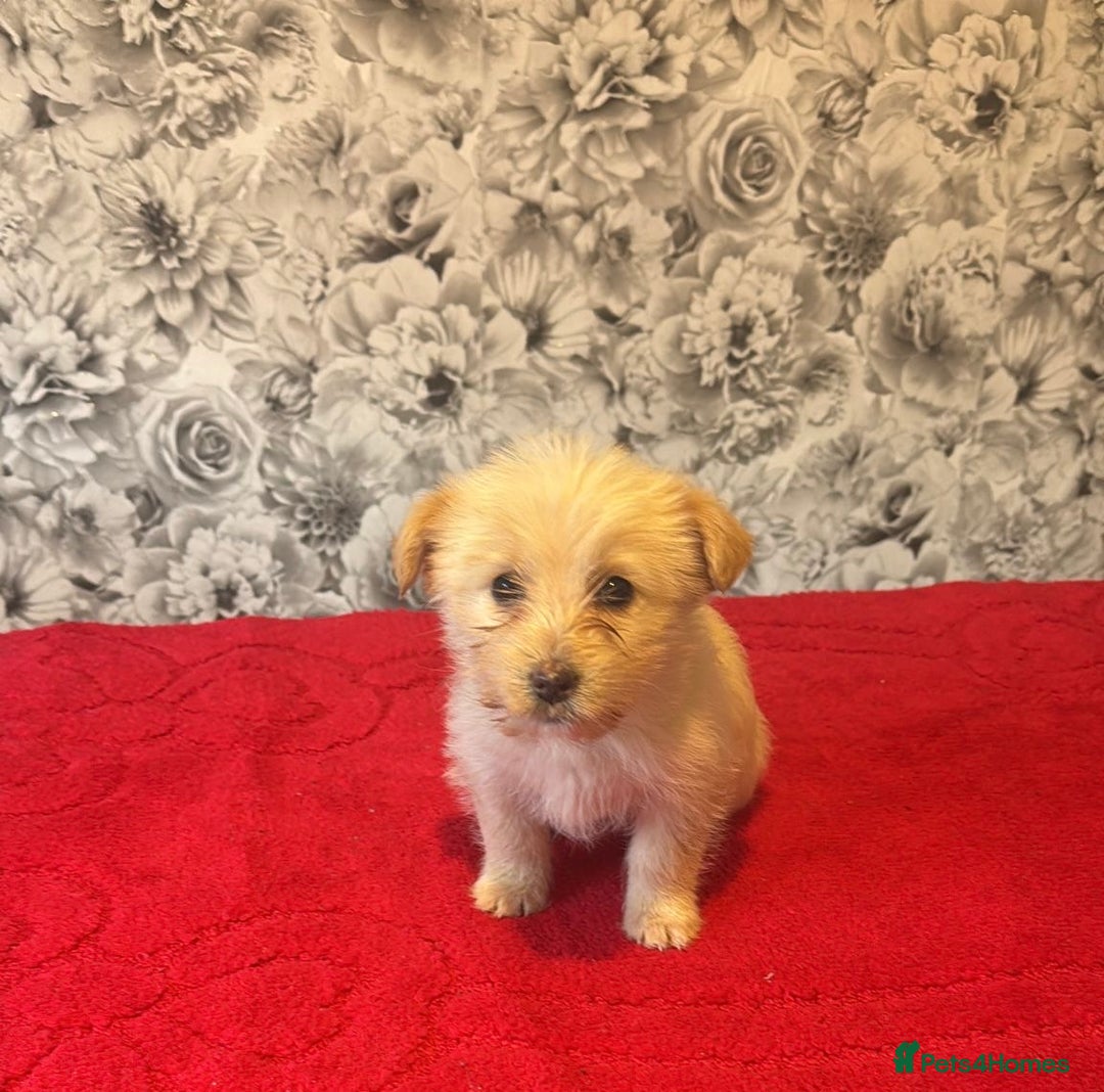 Mixed Breed dogs for sale: 6 beautiful cockapoo x terriers  - Advert 7