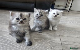 Persian cats for sale: Persian kittens for sale - Image 11