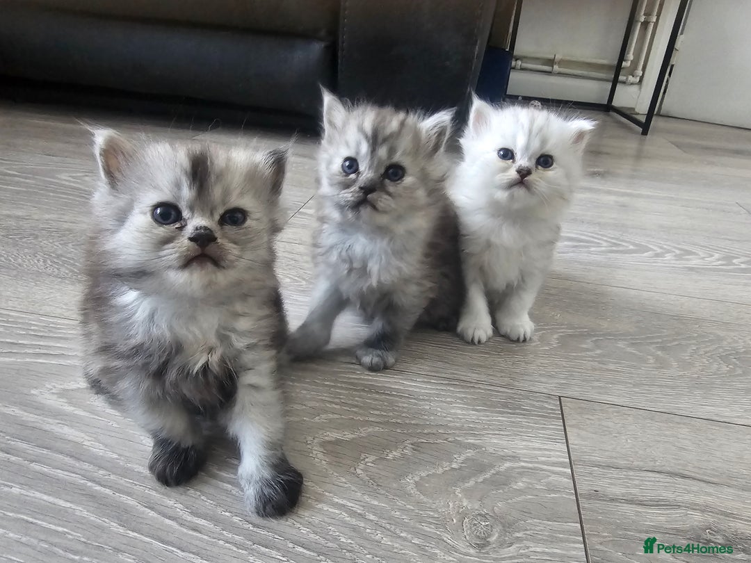 Persian cats for sale: Persian kittens for sale - Image 11