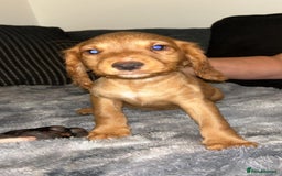 Cocker Spaniel dogs for sale: Cocker spaniel  - Image 2