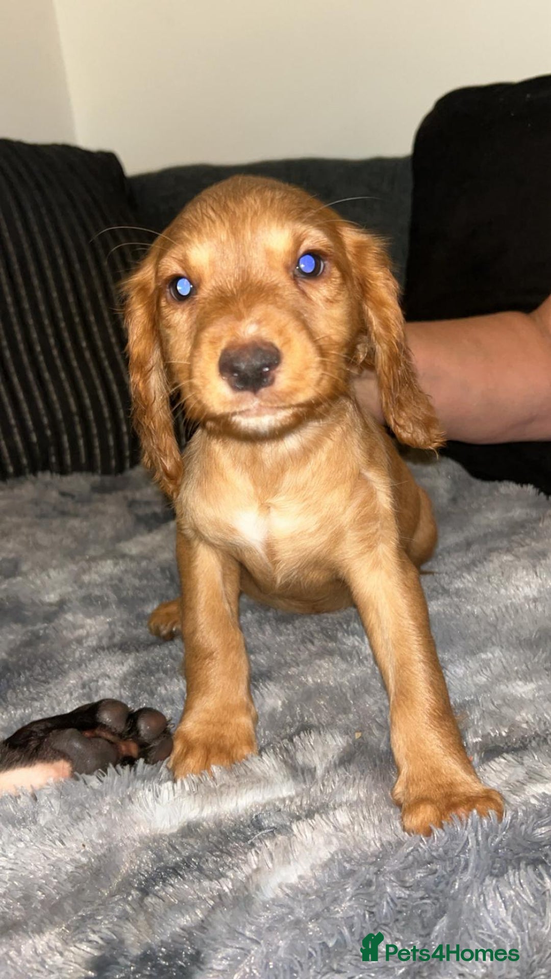 Cocker Spaniel dogs for sale: Cocker spaniel  - Image 2