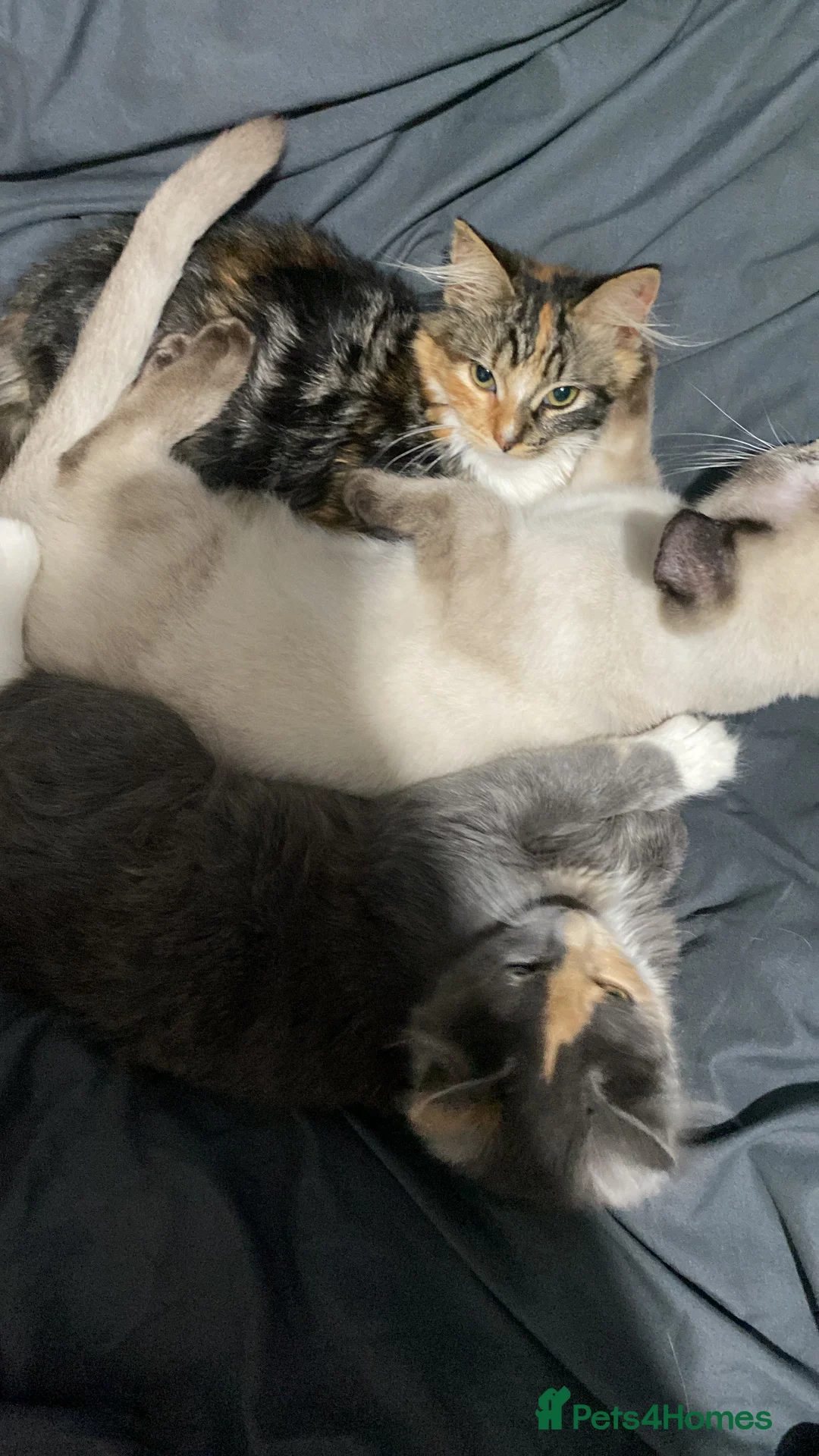 Persian cats for sale: Two beautiful Persian x - Advert 1