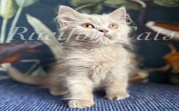 British Shorthair cats - Advert 2