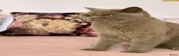 British Shorthair cats for sale: Lilac British shorthair gccf registered kittens  - Advert 2